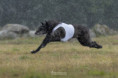 /album/fotogalerie-vrh-a-litter-a-stenatka-deerhound/454a0023-jpeg/