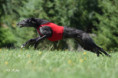 /album/fotogalerie-vrh-a-litter-a-stenatka-deerhound/img-8556-jpeg/