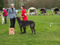 /album/fotogalerie-vrh-a-litter-a-stenatka-deerhound/p3310771-jpeg/