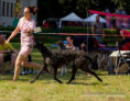 /album/fotogalerie-vrh-a-litter-a-stenatka-deerhound/img-9532-jpeg/