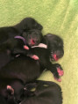 /album/fotogalerie-vrh-ch-litter-ch/img-5270-jpeg/