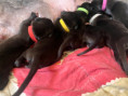 /album/fotogalerie-vrh-ch-litter-ch/img-5282-jpeg/