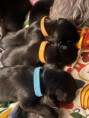 /album/fotogalerie-vrh-ch-litter-ch/img-5378-jpeg/