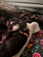 /album/fotogalerie-vrh-ch-litter-ch/img-5399-jpeg1/