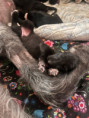 /album/fotogalerie-vrh-ch-litter-ch/img-5421-jpeg/