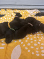 /album/fotogalerie-vrh-ch-litter-ch/img-5447-jpeg/