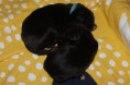 /album/fotogalerie-vrh-ch-litter-ch/img-0320-jpeg/