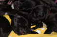 /album/fotogalerie-vrh-ch-litter-ch/img-0347-jpeg/