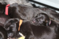 /album/fotogalerie-vrh-ch-litter-ch/img-0348-jpeg/