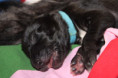 /album/fotogalerie-vrh-ch-litter-ch/img-0405-jpeg/