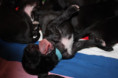/album/fotogalerie-vrh-ch-litter-ch/img-0414-jpeg/