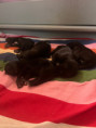 /album/fotogalerie-vrh-ch-litter-ch/img-5533-jpeg/